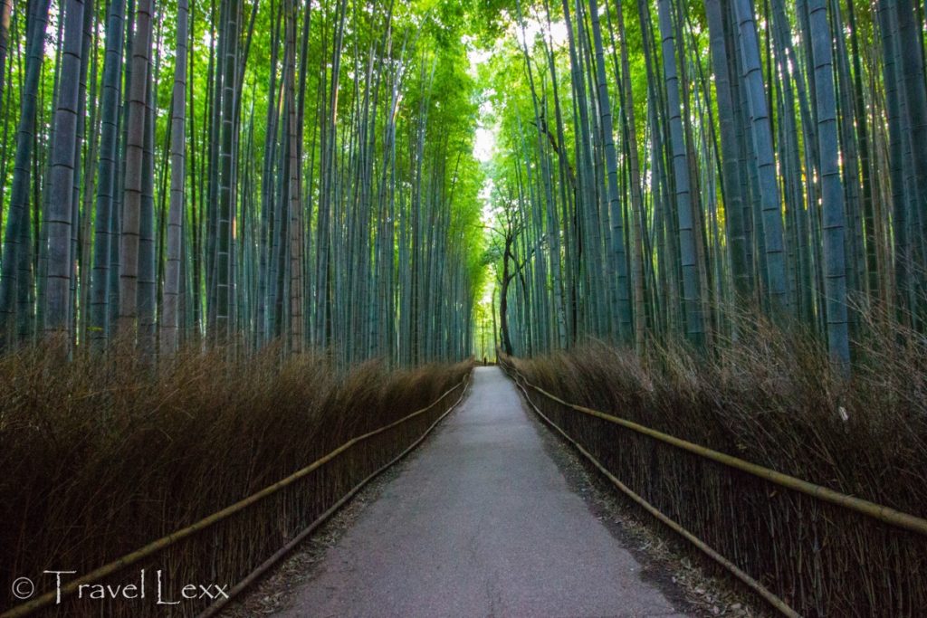 Arashiyama Bamboo Forest, Kyoto - 20 Reasons Why You Shouldn't Travel To Japan