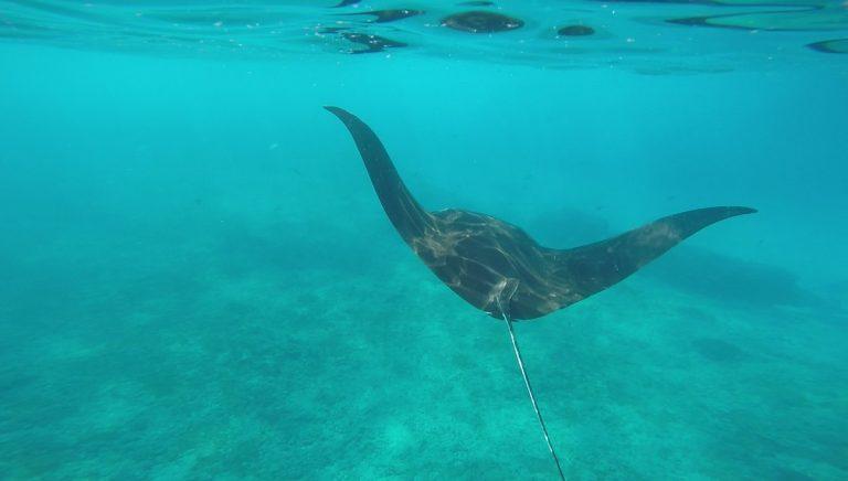 Manta ray swimming off the coast of Nusa Penida